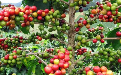 Nhu cầu tiêu thụ cà phê dự báo suy yếu