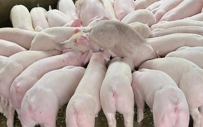 Giá heo hơi 14/12: Tây Nam bộ xuống dưới 50.000 đồng/kg