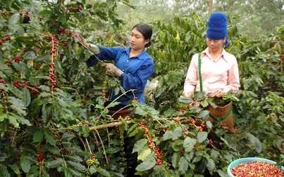 Thị trường nông sản ngày 21/12: Giá cà phê trong nước đi ngược với thế giới