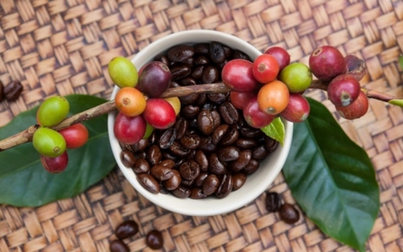 Xuất khẩu cà phê của Việt Nam trong năm 2022 khả quan hơn năm trước
