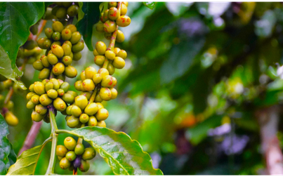 Thị trường nông sản 28/12: Giá cà phê thế giới đỏ rực, arabica lao dốc mạnh