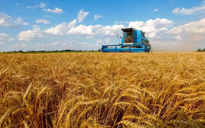 Giá lúa mì chạm mức thấp nhất 14 tháng do xuất khẩu của Nga tăng mạnh