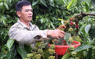Thị trường nông sản dự đoán sẽ gặp khó khăn trong năm tới
