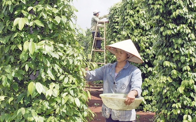 Thị trường nông sản không có nhiều đột phá trong phiên cuối tuần