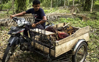 Lệnh cấm dầu cọ của Indonesia đe dọa lạm phát lương thực toàn cầu