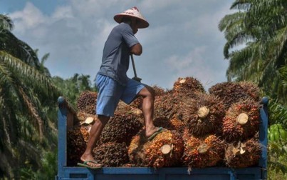 Tại sao lệnh cấm xuất khẩu dầu cọ của Indonesia lại châm ngòi lo lắng về giá thực phẩm toàn cầu?