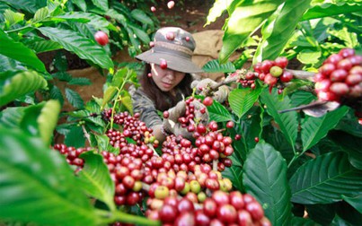 Thị trường nông sản 19/5: Giá cà phê quay đầu giảm
