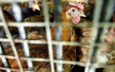 Singapore tìm giải pháp ổn định nguồn cung sau khi Malaysia hạn chế xuất khẩu gà