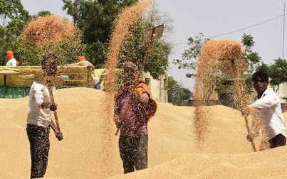Ấn Độ tranh cãi sau khi chính phủ 'quay xe' cấm xuất khẩu lúa mì