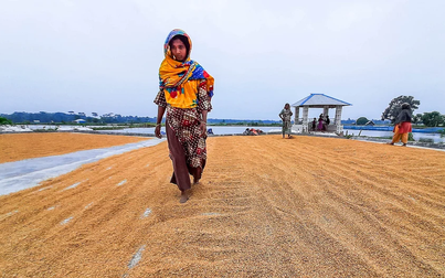 Đồng rupee suy yếu, dự trữ dồi dào kéo giá gạo Ấn Độ xuống mức thấp trong vòng 5 năm