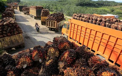Indonesia đặt mục tiêu nối lại hoạt động xuất khẩu dầu cọ đầu tiên kể từ lệnh cấm