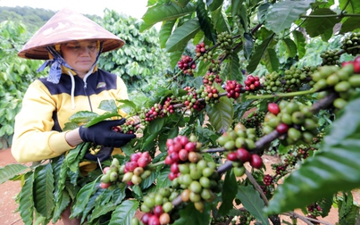 Thị trường nông sản 31/5: Giá cà phê, cao su tăng, hồ tiêu ảm đạm