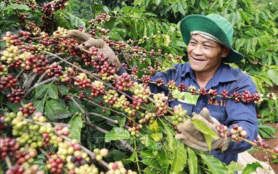 Thị trường nông sản 14/6: Giá cà phê giảm mạnh trên cả hai sàn, nhiều khó khăn phía trước