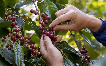 Thị trường nông sản 16/6: Giá cà phê, hồ tiêu, cao su phục hồi