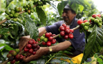 Thị trường nông sản ngày 17/6: Giá cà phê bật tăng trở lại