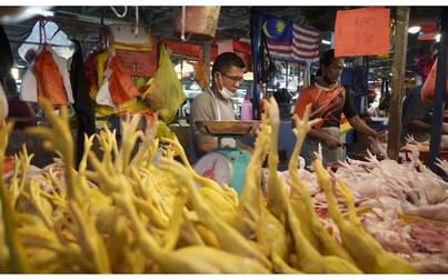 Singapore đã tìm được nguồn cung thay thế cho thịt gà Malaysia