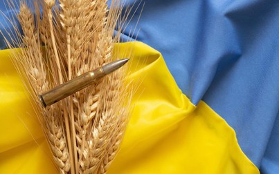 Gần đến vụ thu hoạch, vấn đề xuất khẩu lúa mì của Ukraina lại 'nóng' lên