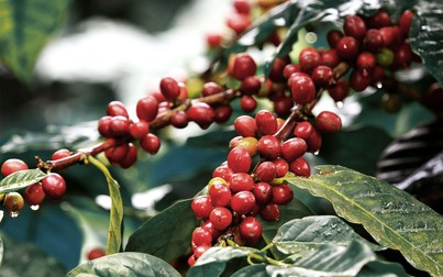 Thị trường nông sản 20/7: Giá cà phê, cao su tăng mạnh