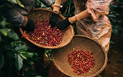 Thị trường nông sản 26/7: Giá cà phê, cao su đồng loạt tăng