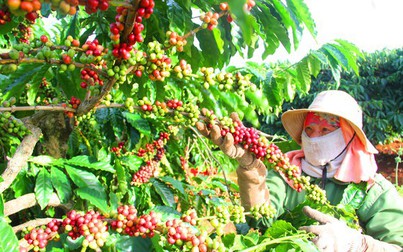 Giá cà phê thị trường thế giới và trong nước đồng loạt tăng