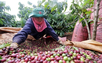 Nhu cầu tiêu thụ cà phê hòa tan ở Trung Quốc tăng cao, cơ hội cho cà phê Việt Nam?