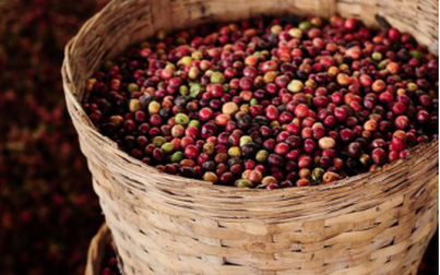 Xuất khẩu cà phê sang Mỹ giảm nhẹ về lượng, tăng mạnh về giá trị
