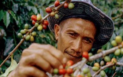 Xuất khẩu cà phê dự báo giảm 1 triệu bao trong niên vụ 2022 - 2023