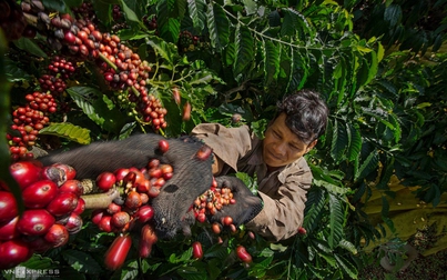 Xuất khẩu cà phê Việt Nam đạt 257 triệu USD trong tháng 8