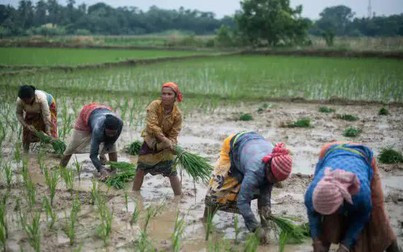Chuyện gì sẽ xảy ra với các quốc gia châu Á khi Ấn Độ cấm xuất khẩu gạo?
