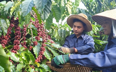 Giá cà phê và cao su thế giới bật tăng