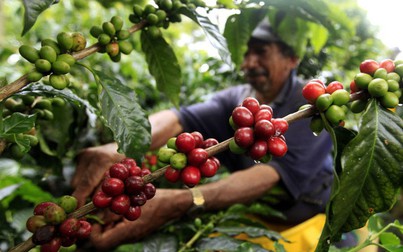 Thị trường nông sản 9/9: Giá cà phê, cao su khởi sắc