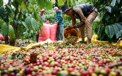 Thị trường nông sản 11/1: Giá tiêu, cà phê phục hồi