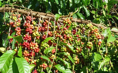 Thị trường nông sản 13/1: Giá cà phê trong nước tiếp tục giảm sâu