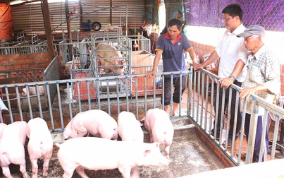 Dự báo giá heo hơi tuần tới: Cơ hội tăng giá chỉ còn vài ngày