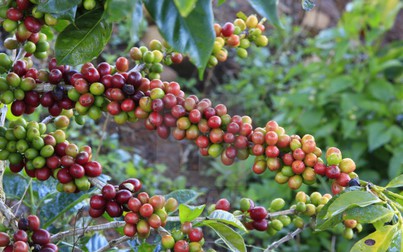 Thị trường nông sản ngày 18/1: Giá cà phê và hồ tiêu đồng loạt giảm