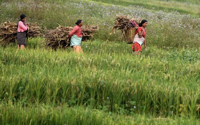 Nông dân Himalaya rối bời vì biến đổi khí hậu