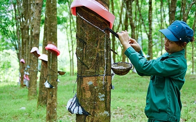 Giá cao su hôm nay 18/10: Biến động trái chiều