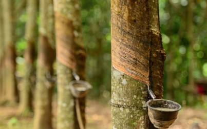 Giá cao su hôm nay 26/10: Biến động trái chiều