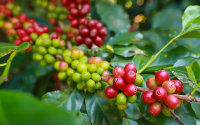Giá cà phê hôm nay 11/11: Giảm nhẹ 200 đồng/kg