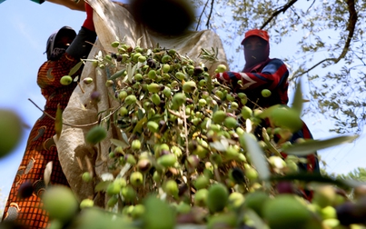Nông dân ở Lebanon thu hoạch ô liu bất chấp lửa đạn chiến tranh