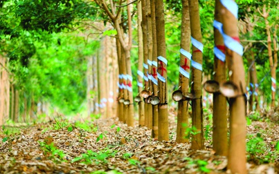 Giá cao su hôm nay 6/11: Giảm nhẹ trên thế giới