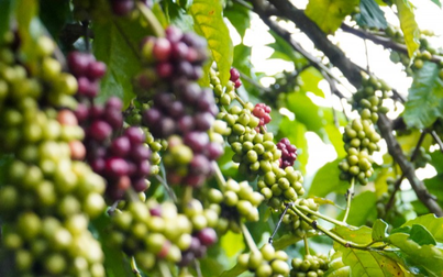 Thị trường nông sản 13/2: Cà phê trong nước dao động từ 43.500 - 44.100 đồng/kg