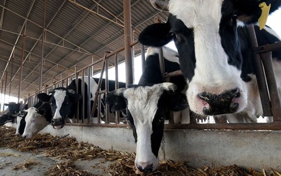 Trung Quốc nhân bản thành công 'siêu bò', có khả năng cho 100 tấn sữa

