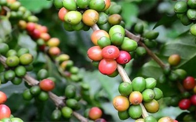 Thị trường nông sản 23/2: Cà phê và tiêu đồng loạt tăng