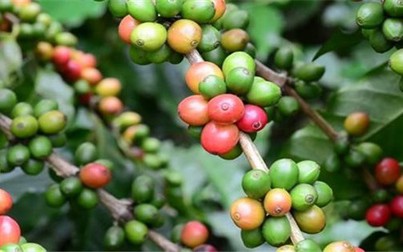 Xuất khẩu cà phê của Việt Nam được dự báo giảm 1 triệu bao trong thời gian tới