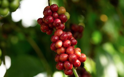 Năm 2023, ngành cà phê Việt Nam vẫn được hưởng lợi nhờ nhu cầu thế giới