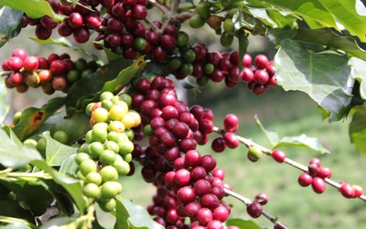 Xuất khẩu nhiều nhưng Việt Nam không thể quyết định giá cà phê