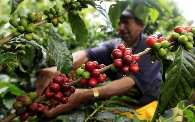 Trong tháng 2/2023, xuất khẩu cà phê của Việt Nam đạt trên 200.000 tấn