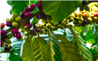 Giá xuất cà phê xuất khẩu của Việt Nam giảm so với cùng kỳ năm ngoái