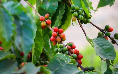 Thị trường nông sản đầu tuần: Giá cà phê, cao su tăng giá hồ tiêu đi ngang